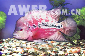 （圖）古典美人