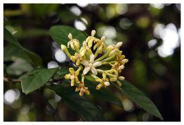 雞爪簕[雞爪簕]