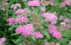 新高山繡線菊 新高山繡線菊