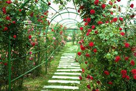 蘇州中國花卉植物園 蘇州中國花卉植物園