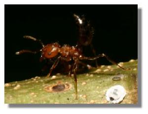 （圖）舉腹蟻屬