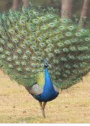 藍孔雀 藍孔雀