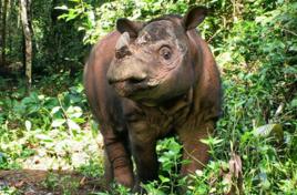 蘇門答臘犀牛 蘇門答臘犀牛