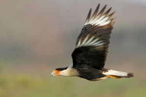 瓜達盧佩鳳頭卡拉鷹 瓜達盧佩鳳頭卡拉鷹