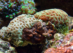 蜂巢珊瑚
