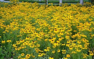 畫筆菊屬 畫筆菊屬