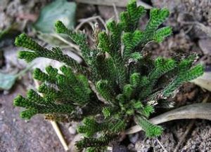 貴州卷柏 貴州卷柏