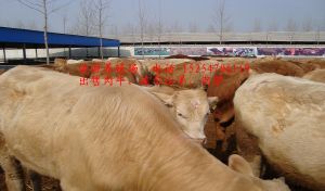 洪源肉牛養殖場 洪源肉牛養殖場