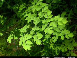 長梗亞歐唐松草 長梗亞歐唐松草