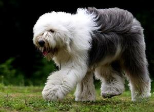 英國古代牧羊犬