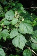 刺毛白葉莓 刺毛白葉莓