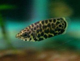 斑點攀鱸 斑點攀鱸