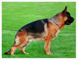 錘系德牧幼犬 錘系德牧幼犬