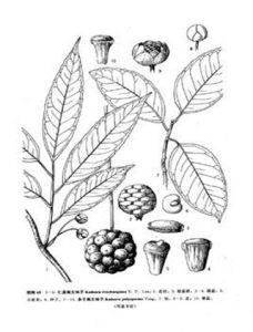 多子南五味子 多子南五味子