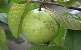 番石榴紫腐病 番石榴紫腐病