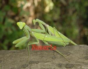 廣腹螳螂 廣腹螳螂