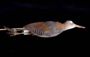 鼾聲秧雞 鼾聲秧雞