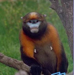 （圖）黔金絲猴