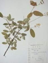 秋杭子梢 秋杭子梢