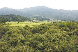 龍崗嶺古道 龍崗嶺古道