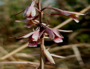 寶島美冠蘭 寶島美冠蘭