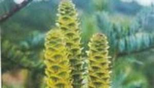 雲南油杉[中藥]