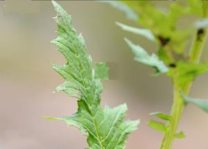 風毛菊狀千里光 風毛菊狀千里光
