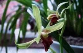 綠蘭紅舌 綠蘭紅舌