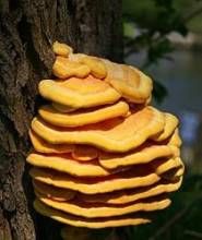 隱孔菌屬 隱孔菌屬