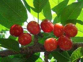 燕崖大櫻桃 燕崖大櫻桃