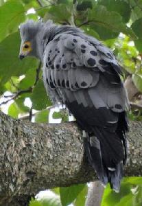 非洲獵鷹 非洲獵鷹