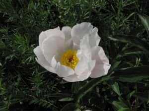 毛果芍藥 毛果芍藥