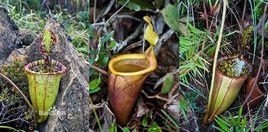 巨大豬籠草 巨大豬籠草