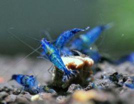 藍絲絨蝦 藍絲絨蝦