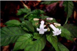 獨龍蛇根草 獨龍蛇根草