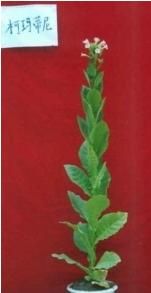 柯瑪蒂尼·巴斯瑪 柯瑪蒂尼·巴斯瑪