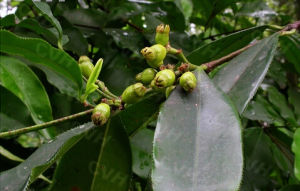 鋸葉竹節樹 鋸葉竹節樹