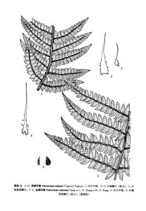 鑽鱗耳蕨 鑽鱗耳蕨