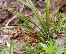 牛角三七 牛角三七