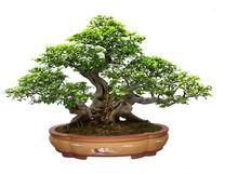 盆景 大師 作品 魏積泉