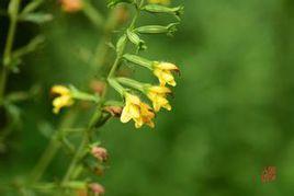 陰行草屬 陰行草屬