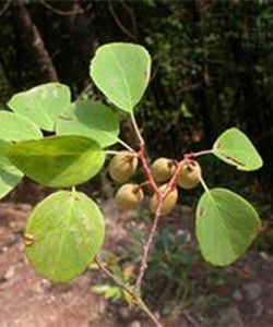 薄葉獼猴桃 薄葉獼猴桃