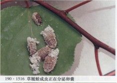 草履碩蚧 草履碩蚧