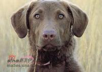 切薩皮克覓拾犬