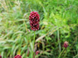 —朵野花 —朵野花