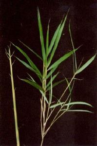 大明竹屬 大明竹屬