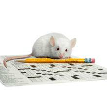 白老鼠 白老鼠