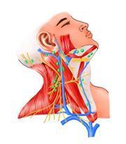 頸部層次結構 頸部層次結構