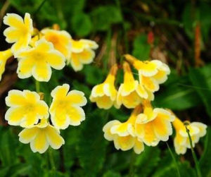 心葉黃花報春 心葉黃花報春