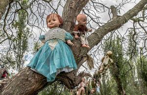 墨西哥恐怖森林 墨西哥恐怖森林